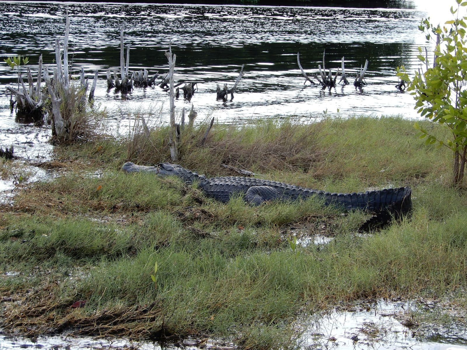 Aligátor odpočívající v trávě na břehu bažiny v Everglades