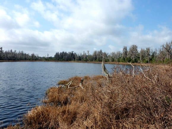 Medvědí jezero ve floridském státním parku Lake Luisa