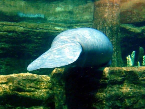 Kapustňák neboli mořská kráva v zábavním parku Sea World