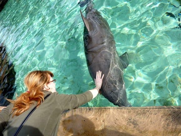 Delfíny v zábavním parku Sea World