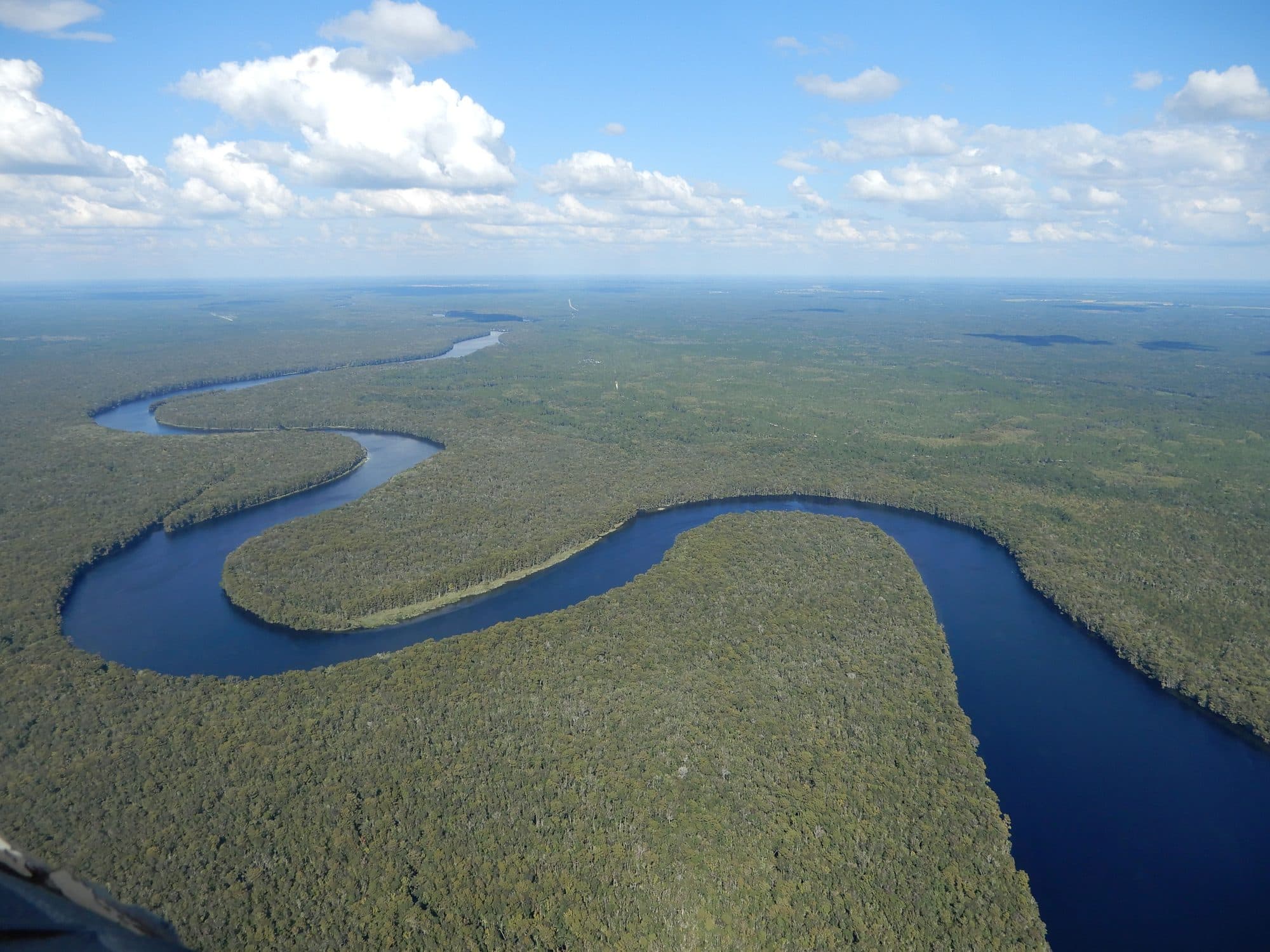 Džunglí vonící Suwannee River plná aligátorů a dalších druhů floridské divočiny