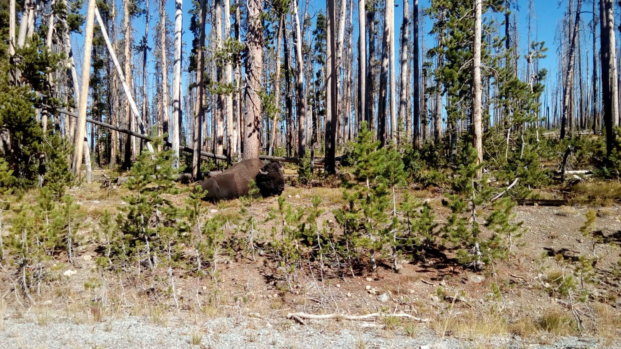 Yellowstone