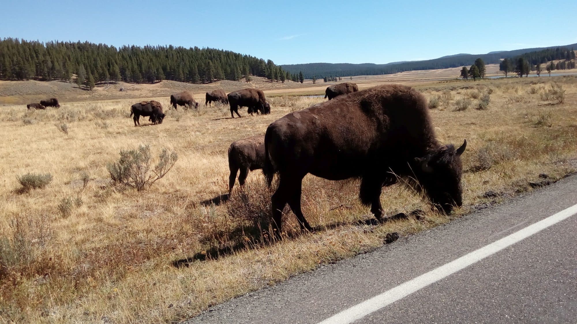 Yellowstone