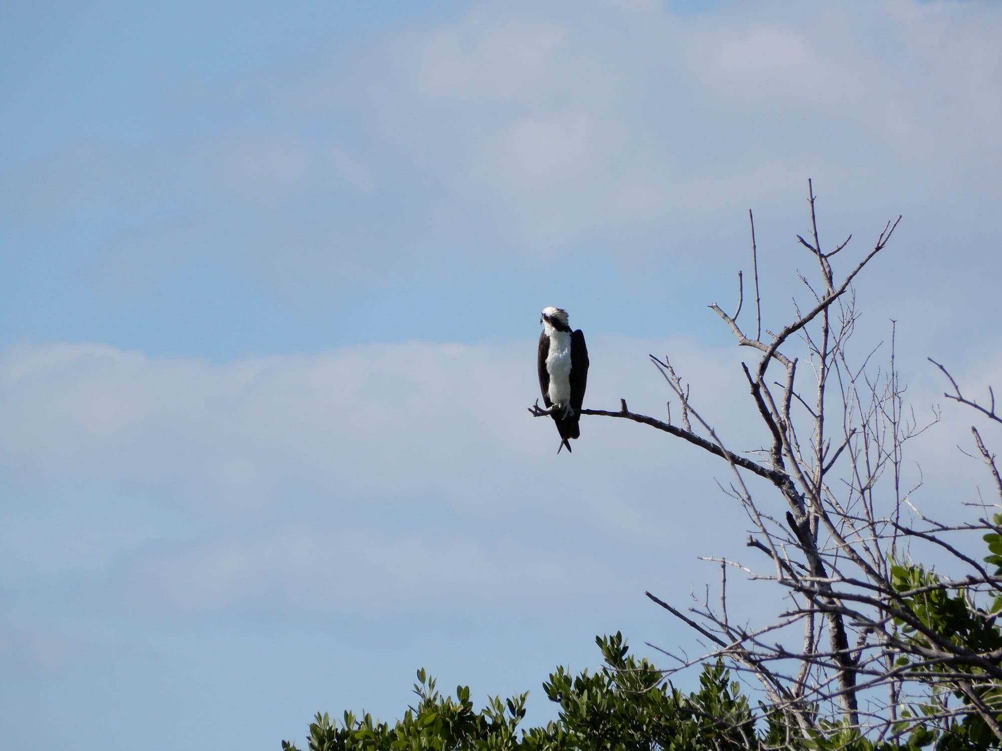Osprey