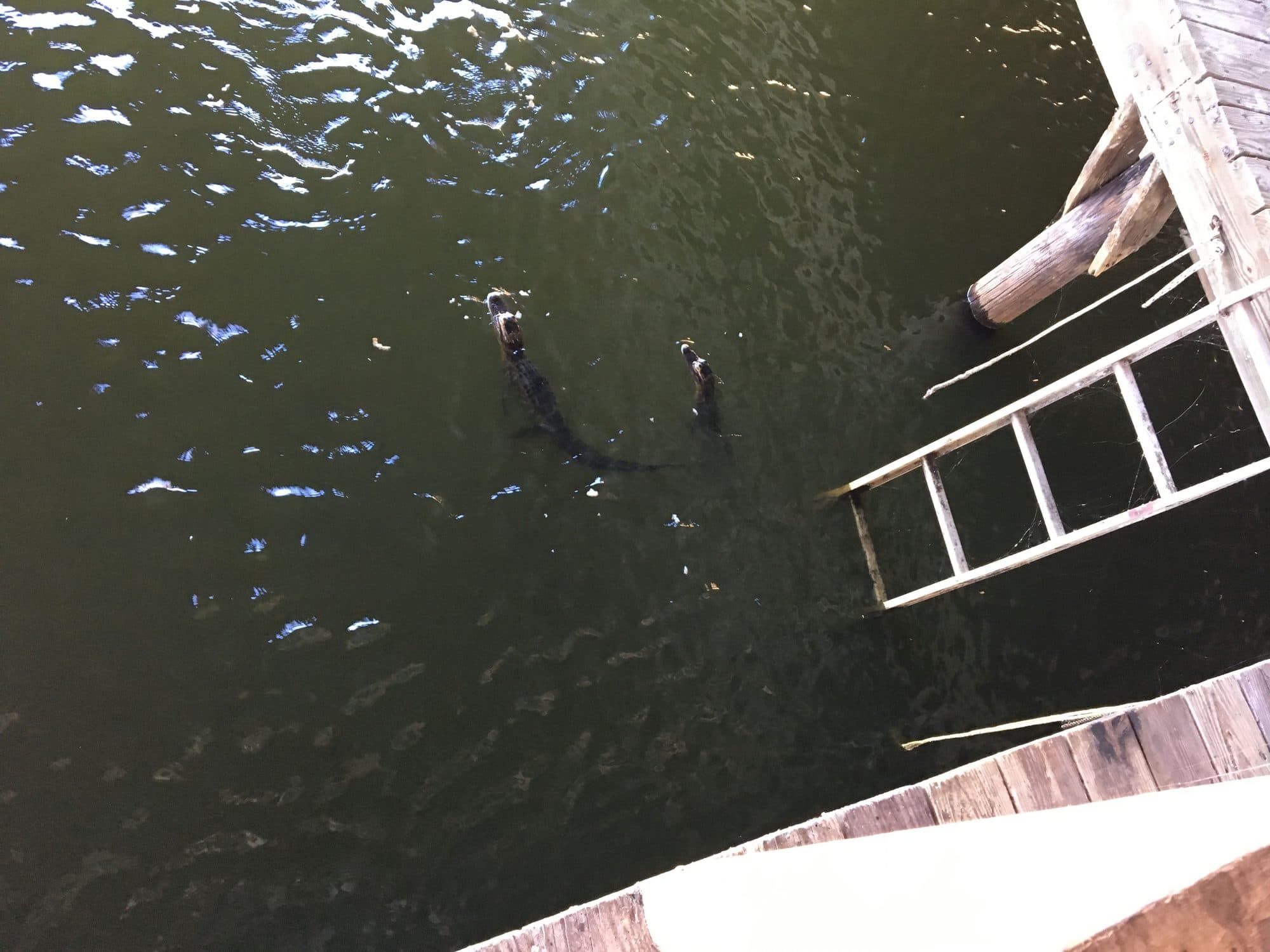 Gators