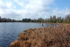 Medvědí jezero ve floridském státním parku Lake Luisa