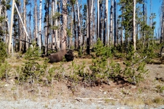 Yellowstone