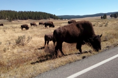 Yellowstone